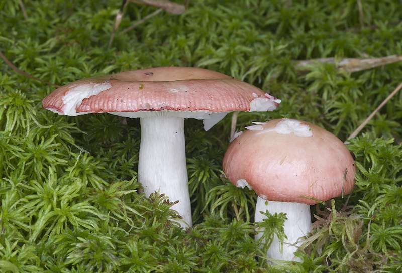 Russula aquosa